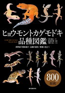 ヒョウモントカゲモドキ品種図鑑