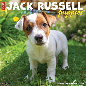 Jack Russell Puppies 2026 12 X 12 Wall Calendar JACK RUSSELL PUPPIES 2026 12 X [ Willow Creek Press ]