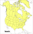 A Peterson Field Guide to Insects: America North of Mexico