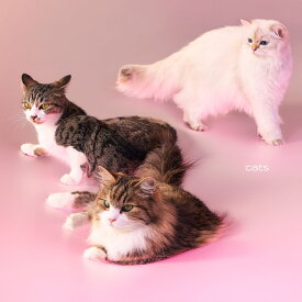 【楽天ブックス限定先着特典】cats (初回限定盤 CD＋Photobook)(アクリルキーホルダー) [ My Hair is Bad ]