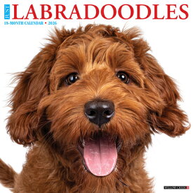 Labradoodles 2026 Wall Calendar LABRADOODLES 2026 WALL CAL [ Willow Creek Press ]