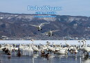 Birds of Nagano 吉村健二 野鳥写真集