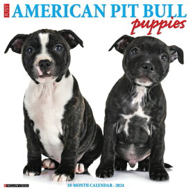 Just American Pit Bull Terrier Puppies 2024 12 X 12 Wall Calendar JUST AMER PIT BULL TERRIER PUP [ Willow Creek Press ]