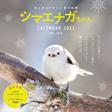 楽天ブックス まんまるかわいい雪の妖精シマエナガちゃんcalendar 22 本 楽天ブックス まんまるかわいい雪の妖精シマエナガちゃんcalendar 22 本