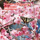 Insects of Nagano 吉村健二 昆虫写真集