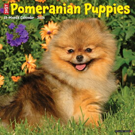 Pomeranian Puppies 2026 12 X 12 Wall Calendar POMERANIAN PUPPIES 2026 12 X 1 [ Willow Creek Press ]