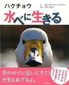 【バーゲン本】ハクチョウ水べに生きる （つながってるよ　いのちのWA！） [ 嶋田　哲郎 ]