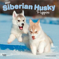 2027年 子犬のシベリアン・ハスキー カレンダー 壁掛け 犬 輸入版ブラウントラウト