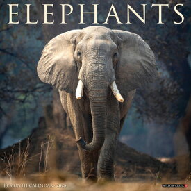 Elephants 2025 12 X 12 Wall Calendar ELEPHANTS 2025 12 X 12 WALL CA [ Willow Creek Press ]