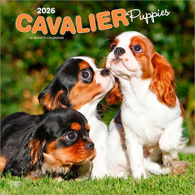 子犬のキャバリア 2026年 カレンダー / ブラウントラウト 輸入版 壁掛け 30.5 x 61 cm (Cavalier King Charles Spaniel Puppies Calendar)