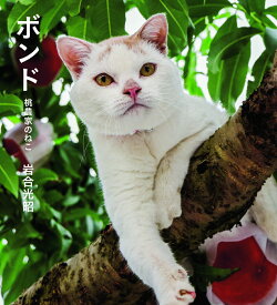 ボンド　桃農家のねこ [ 岩合 光昭 ]