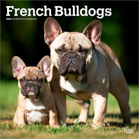 フレンチ・ブルドッグ 2026年 カレンダー / ブラウントラウト 輸入版 壁掛け 30.5 x 61 cm (French Bulldogs Calendar)