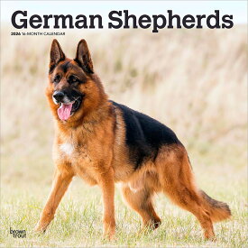 ジャーマン・シェパード 2026年 カレンダー / ブラウントラウト 輸入版 壁掛け 30.5 x 61 cm (German Shepherds Calendar)