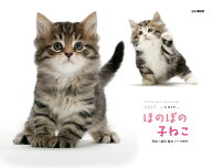 カレンダー2027 ほのぼの子ねこ（月めくり/壁掛け/猫 子猫） （Yama-Kei　Calendar 2027） [ 福田 豊文 ]