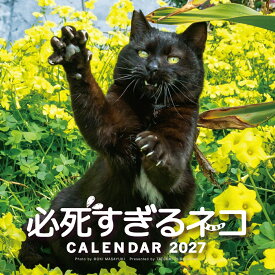 2027　必死すぎるネコカレンダー [ 沖　昌之 ]