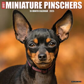 Just Miniature Pinschers 2025 12 X 12 Wall Calendar JUST MINIATURE PINSCHERS 2025 [ Willow Creek Press ]
