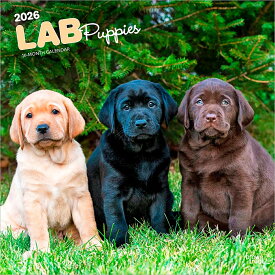 子犬のラブラドール・レトリバー 2026年 カレンダー / ブラウントラウト 輸入版 壁掛け 30.5 x 61 cm (Labrador Retriever Puppies Calendar)