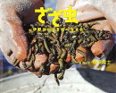 ざざ虫　伊那谷の虫を食べる文化