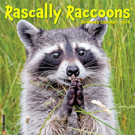 Rascally Raccoons 2024 12 X 12 Wall Calendar RASCALLY RACCOONS 2024 12 X 12 [ Willow Creek Press ]