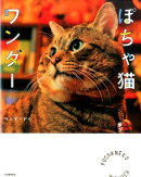 ぽちゃ猫ワンダー