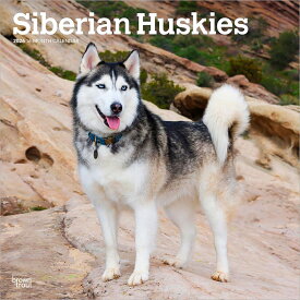 シベリアン・ハスキー 2026年 カレンダー / ブラウントラウト 輸入版 壁掛け 30.5 x 61 cm (Siberian Huskies Calendar)