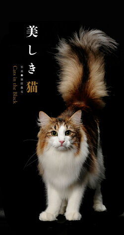 美しき猫 Cats in the Blackカレンダー(2018)