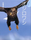オジロワシ
