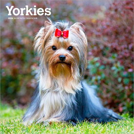 ヨークシャー・テリア 2026年 カレンダー / ブラウントラウト 輸入版 壁掛け 30.5 x 61 cm (Yorkshire Terriers Calendar)