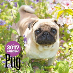 【壁掛】2017年大判カレンダー パグ