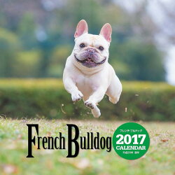 【壁掛】2017年大判カレンダー フレンチ・ブルドッグ