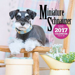 【壁掛】2017年大判カレンダー ミニチュア・シュナウザー