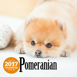 【壁掛】2017年大判カレンダー ポメラニアン