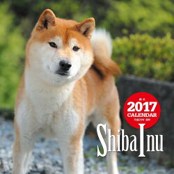 【壁掛】2017年大判カレンダー 柴犬