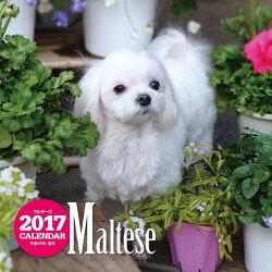 【壁掛】2017年大判カレンダー マルチーズ
