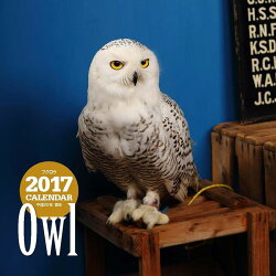 【壁掛】2017年大判カレンダー フクロウ