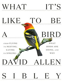 What It's Like to Be a Bird: From Flying to Nesting, Eating to Singing--What Birds Are Doing, and Wh WHAT ITS LIKE TO BE A BIRD （Sibley Guides） [ David Allen Sibley ]