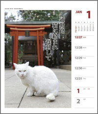 猫川柳 週めくり 2016年 カレンダー
