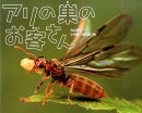 アリの巣のお客さん