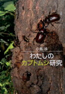 わたしのカブトムシ研究