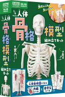 1／6サイズ人体骨格模型組み立てキット