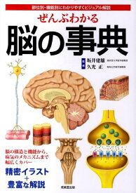 50 素晴らしい脳 解剖 イラスト スーパーイラストコレクション