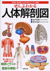 楽天市場 人体解剖図 無料 イラストの通販