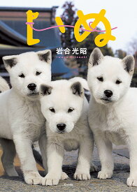 いぬ／岩合光昭【1000円以上送料無料】