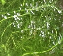 【訳あり特価品】無農薬天然アナカリス36本セット(金魚藻・オオカナダモ)・長さ20cm前後　30本＋補償分6本の合計36本…