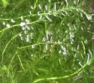 【訳あり特価品】無農薬天然アナカリス12本セット(金魚藻・オオカナダモ)・長さ20cm前後　10本＋補償分2…