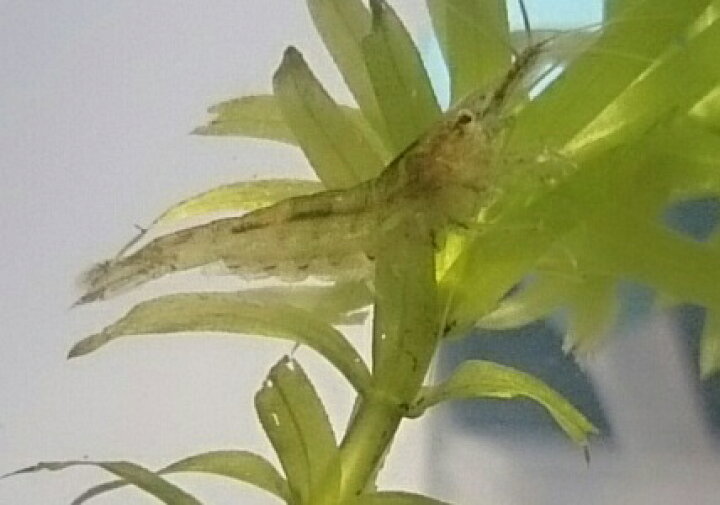 楽天市場 エビ25 水草10セット ミナミヌマエビ ２５匹 サイズ 2cm前後 無農薬アナカリス１０本 cm前後苔取り タンクメイト 鑑賞 餌用etc 保証対象外地域有 北海道 沖縄 東北 離島は日時指定不可下記詳細有 ガーデン ギルド 楽天市場店