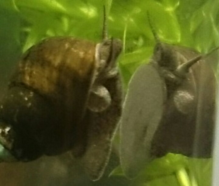 楽天市場 タニシ ヒメタニシ３０個セット 30個 9匹 補償分 合計３９匹セット サイズ 約1cm 2 5cmコケ取り 水質浄化 餌用 鑑賞 淡水魚混泳用etc 下記詳細をご一読下さい メール便は配送補償がありません ガーデン ギルド 楽天市場店