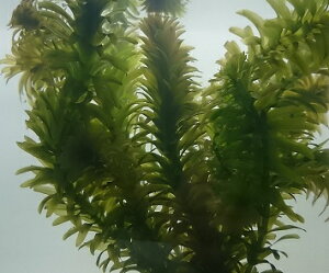 yZbgz_AiJX(߂EEIIJi_)_tAiJX20{Zbg v20{(20cmO)_JEWetcpꕔsnLyEw育p