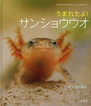 楽天市場】ヒダサンショウウオの通販