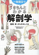【3千円以上送料無料】一生役立つきちんとわかる解剖学 筋肉・骨・からだのしくみ／橋本尚詞